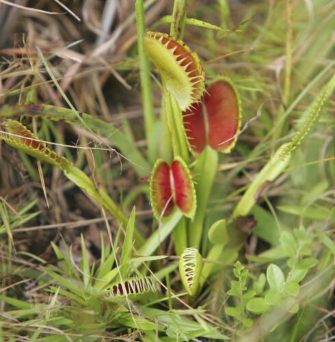 Snap! Venus fly trap fans ask South Carolina to honor plant